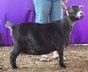 MCH PGCH Burntwood Farms Annabelle Lee