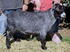 Tumbleson Farm
Charlie