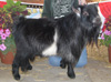 PGCH Pygmy Goats by TJ Turner