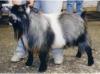 PGCH Whirlwind Farms
No Boundaries