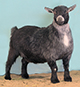 Pygmy Goats by T.J
Zander II