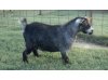 KaBills Farm Robert E. Lee
