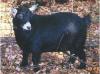 PGCH Country Farms
Sheer Elegance