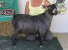 PGCH Dinsmore Farm Remarkable