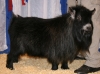 PGCH VLM Country Farm Skye's Knight