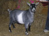 Hebron Farm Silas