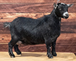 MCH PGCH Parks’ Ark Pygmies Peggy Sue