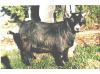 PGCH R&R Acres Shania