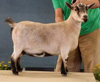 PGCH Goose Meadow Lexi
