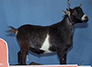 “R” Wild West Pygmys Playboy
