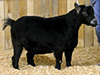 Valle Verde Zeus’
Elijah