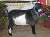 Goose Creek Farm Valentino