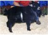 PGCH KaBills Farm Thunder