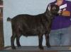 Goose Creek Farm 
Dark Shadow