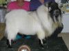 PGCH Cozy Cottage Pygmy Goats Cameron