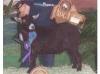 Wise Acre Ranch Coal