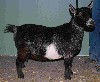 PGCH Pygmy Goats by T.J. Halima