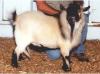 PGCH Whirlwind Farms
Positive Influence