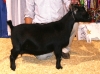 PGCH Goose Creek Farm Merl's Signature
