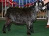 Valle Verde Rhad's Maddox