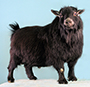 MCH PGCH PygmyGoat
Paradise Lil Shot of Jack