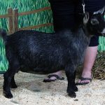 MCH PGCH Country
Farms Just Elegant