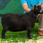 MCH PGCH Burntwood Farms Lovee